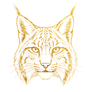 sketch of bobcat face
